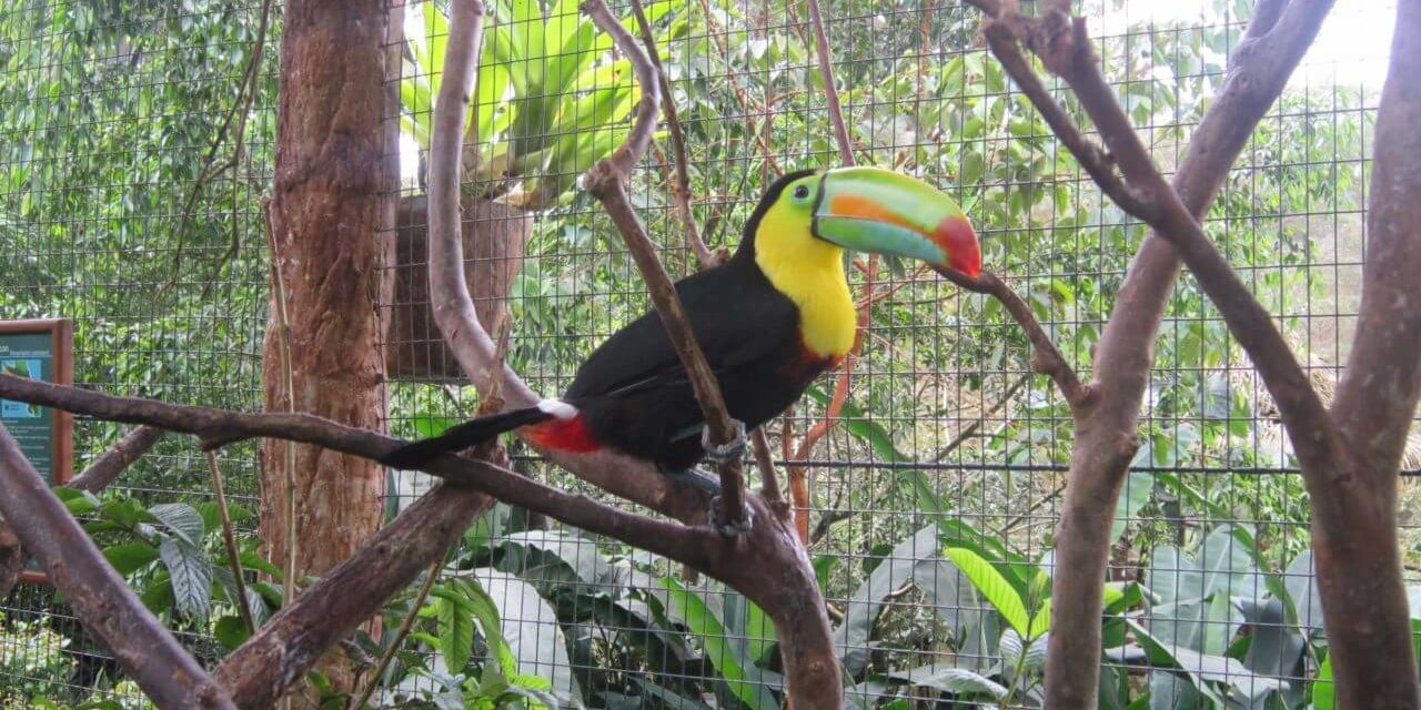 Costa Rica – Ein verlockendes und fantastisches Land