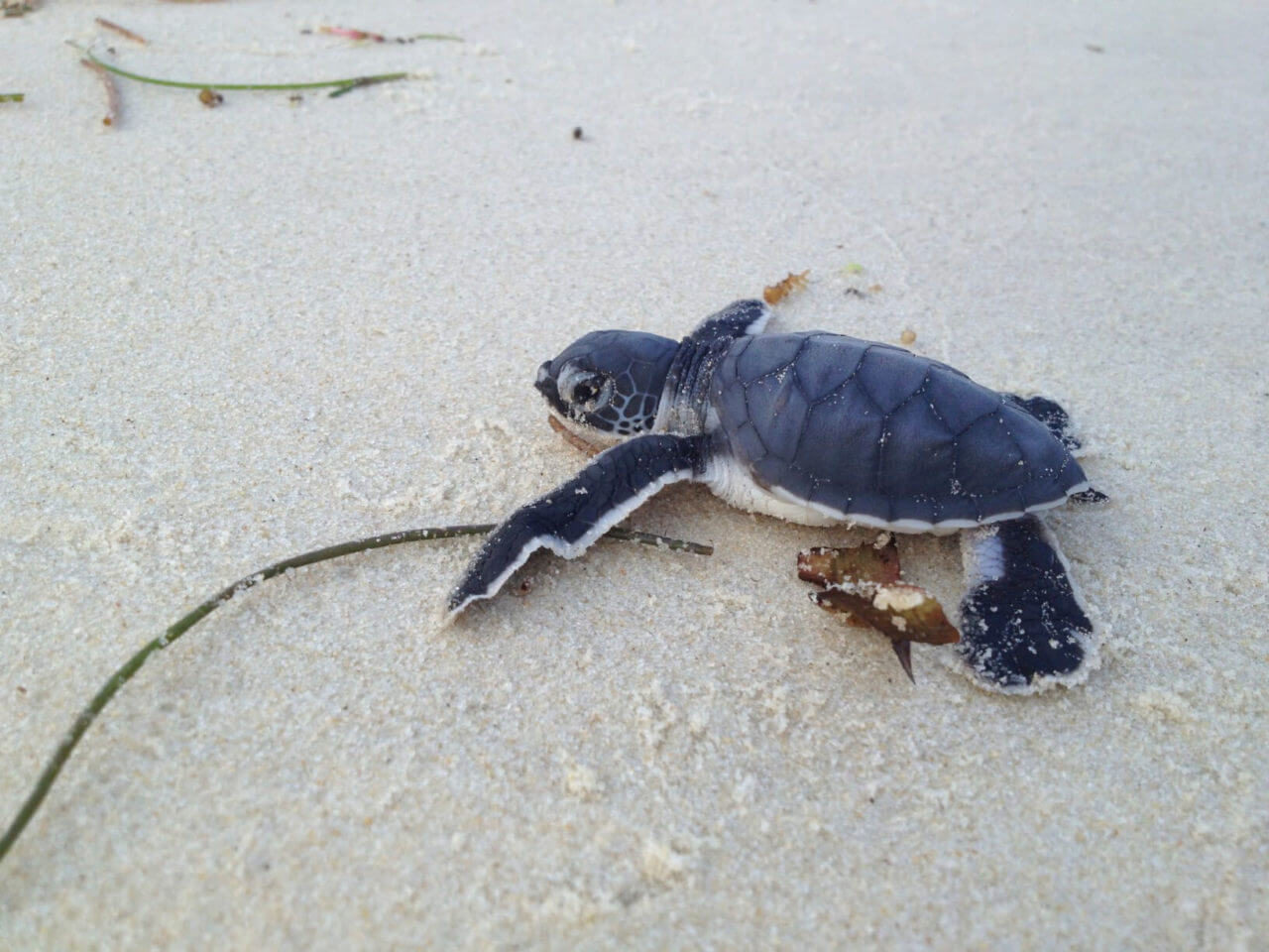 Eine Baby-Schildkröte am sauberen Strand Eine Baby-Schildkröte am sauberen Strand