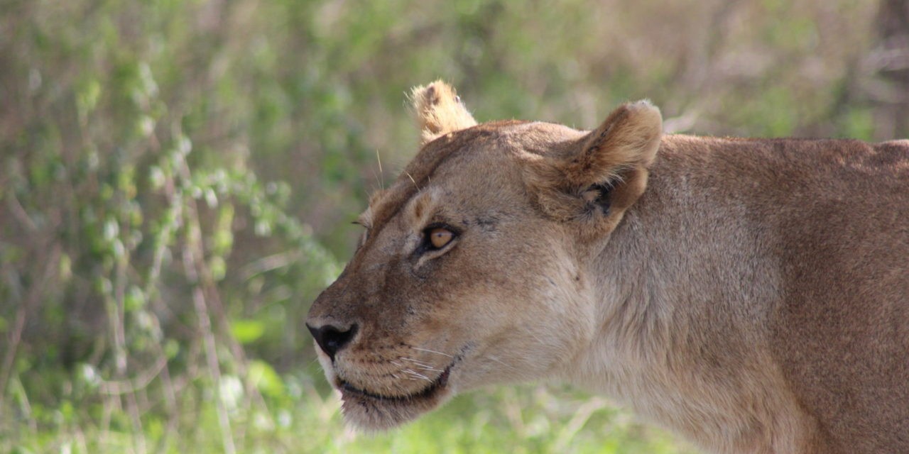 Tansania – Von der Serengeti bis zum Kilimanjaro