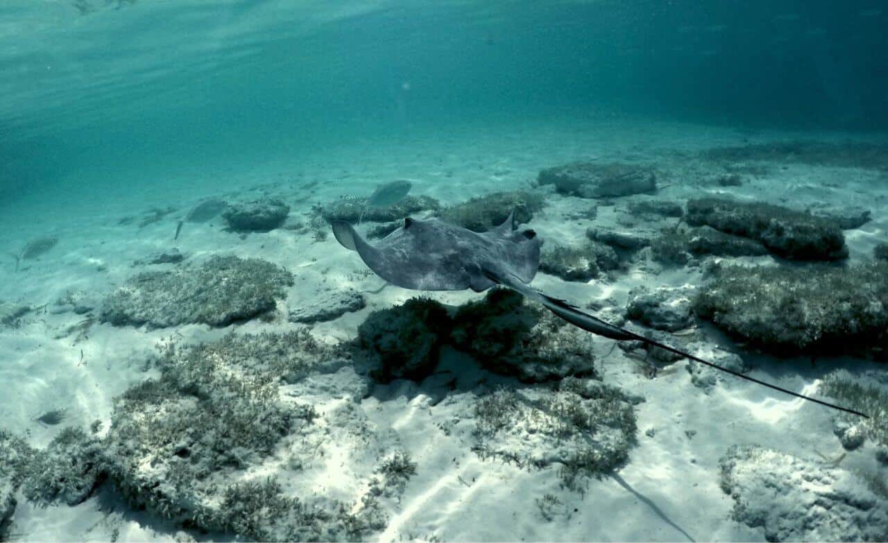 Ein Manta Rochen schwebt direkt am Steg entlang Mantarochen im Meer