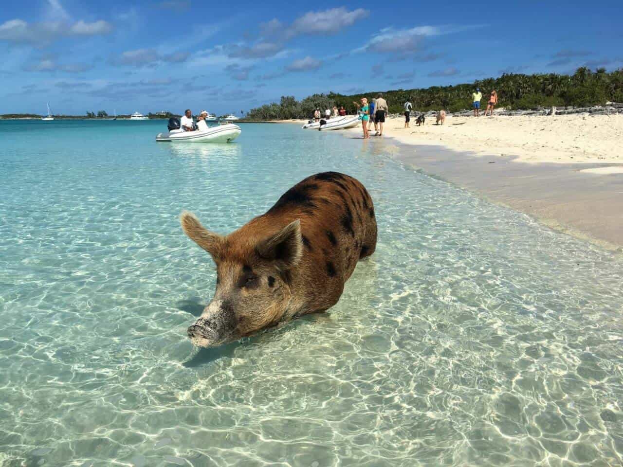 Staniel Cay auf den Bahamas - Schwimmende Schweine Schwein schwimmt im smaragdgrünen Meer