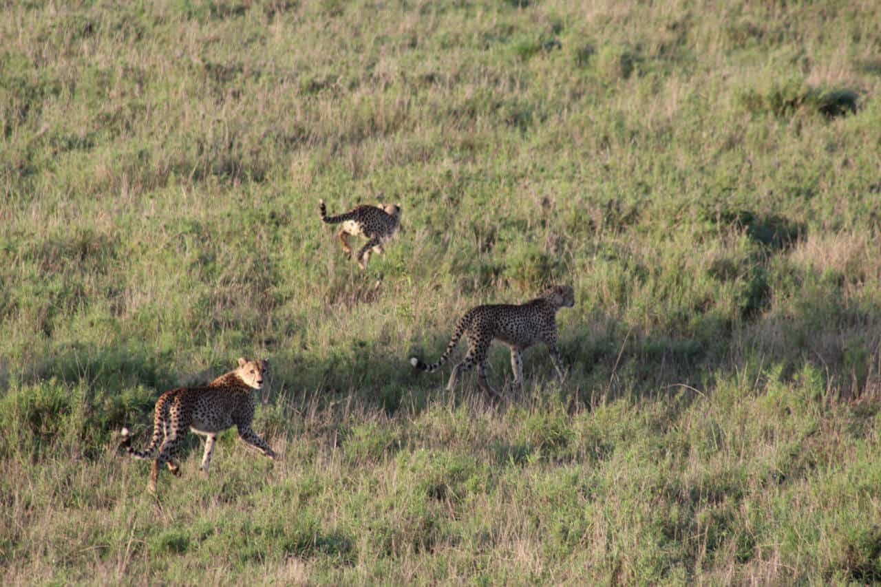 Geparden auf der Flucht Geparden rennen über Gras
