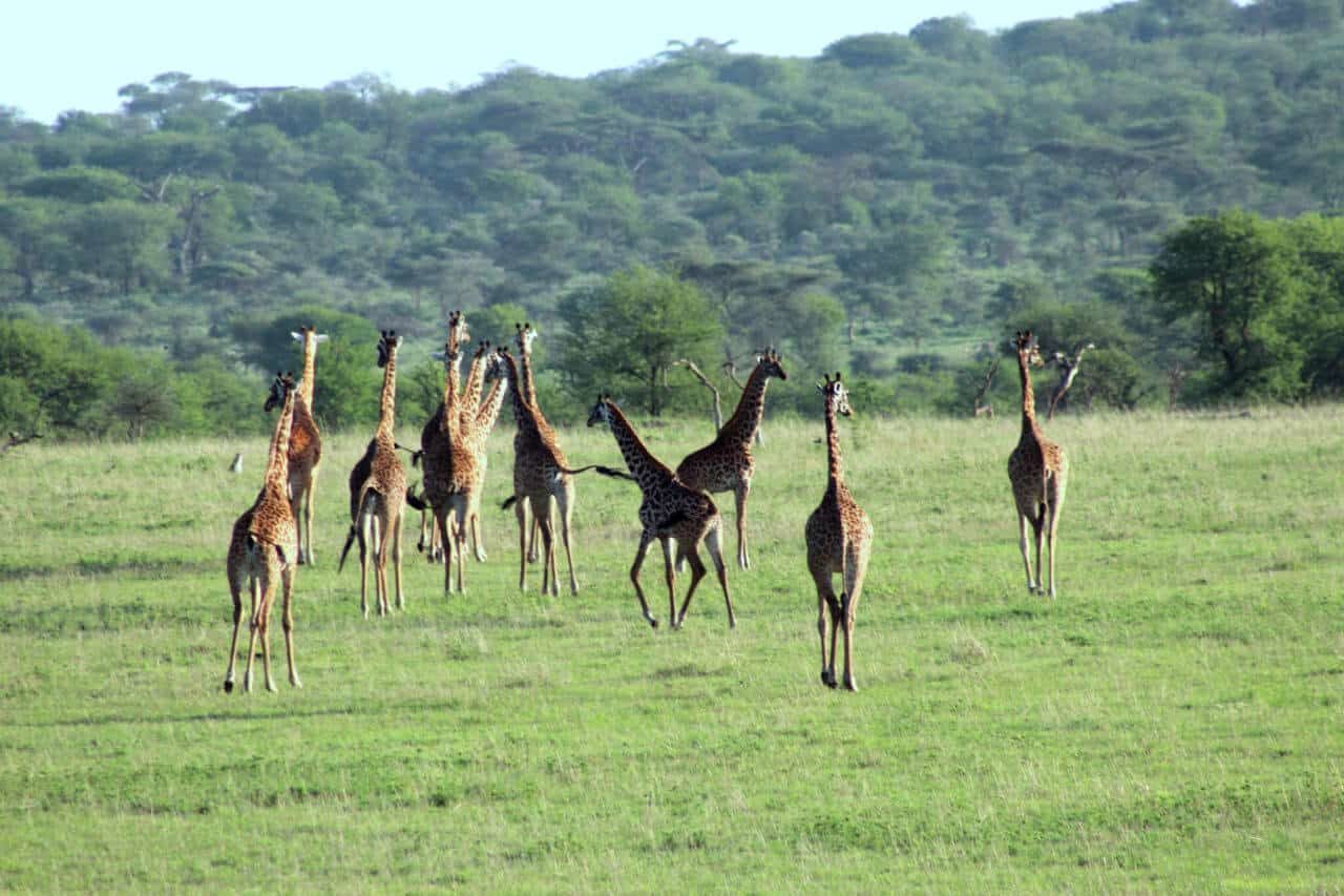 Giraffen flanieren über die Steppe Giraffen imr Gras