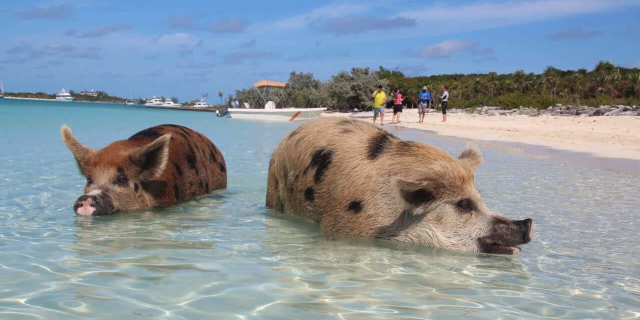 Staniel Cay – von schwimmenden Schweinen und James Bond