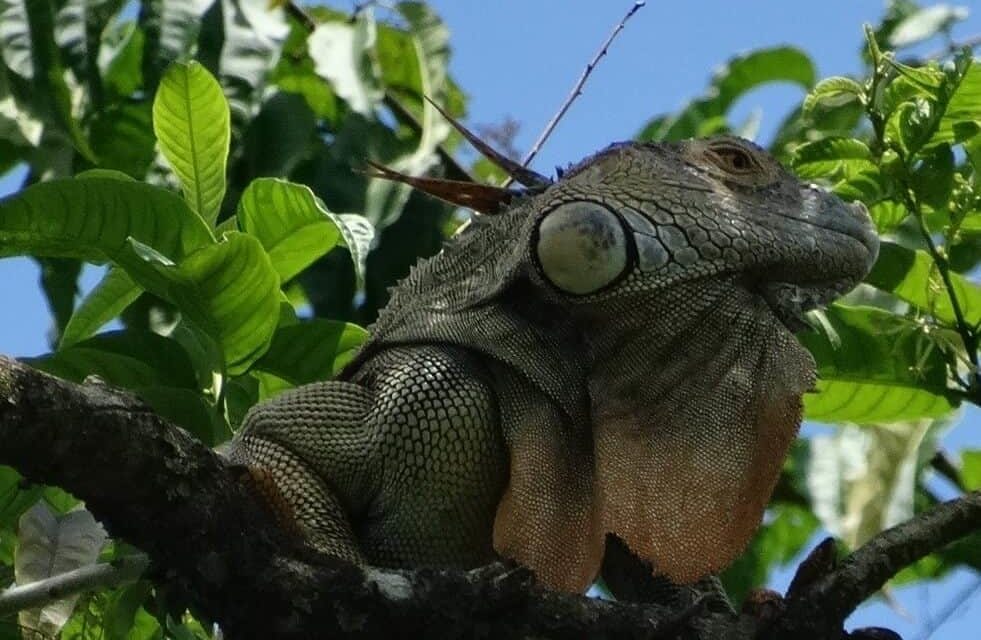 Artenvielfalt auf engstem Raum: Costa Rica (Teil 2)