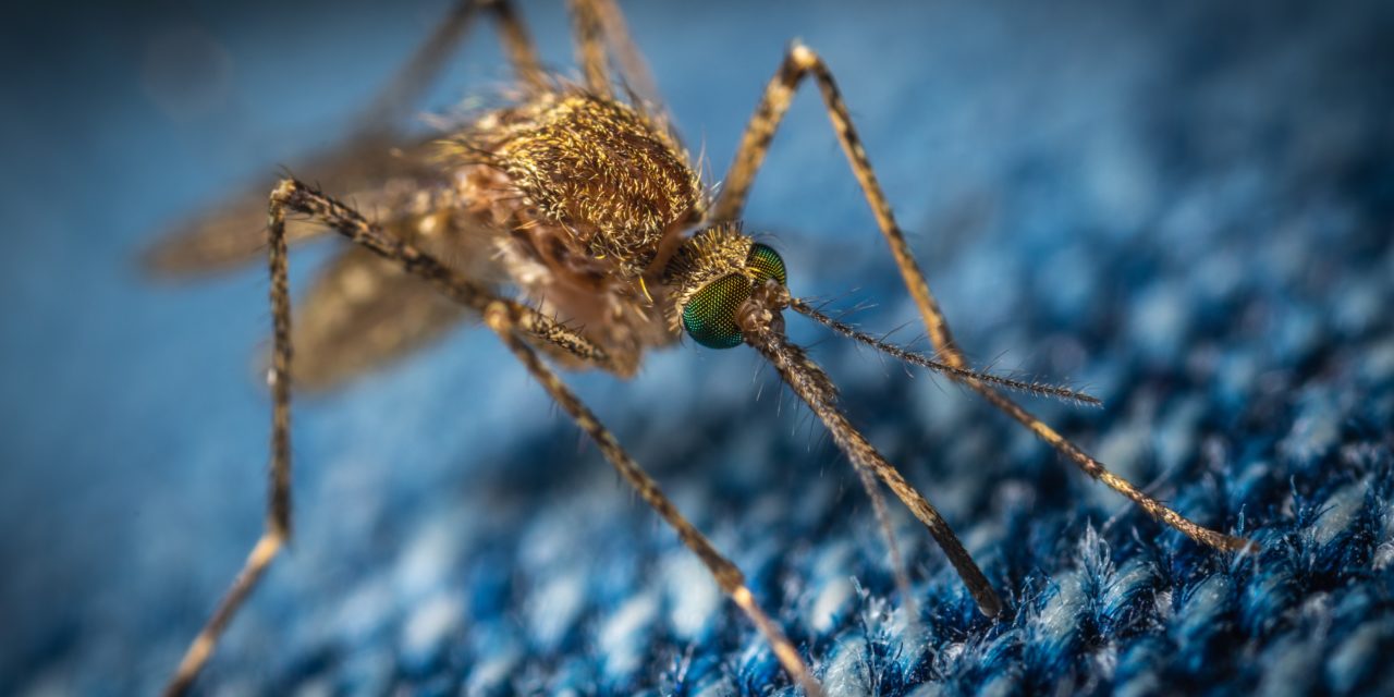 Die 10 besten Tipps gegen Insektenstiche