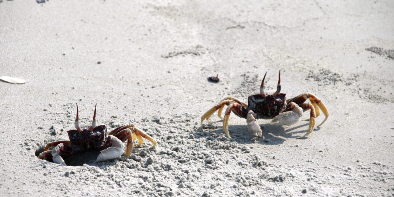 Krabbentanz am Violinenstrand bei Dawei