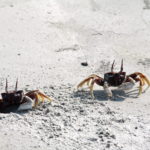 Krabbentanz am Violinenstrand bei Dawei