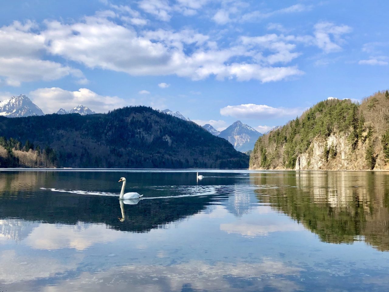 Ein wunderschöner Schwan im Alpsee am Schloss Neuschwanstein bei Füssen Ein Schwan in einem See vor Bergen